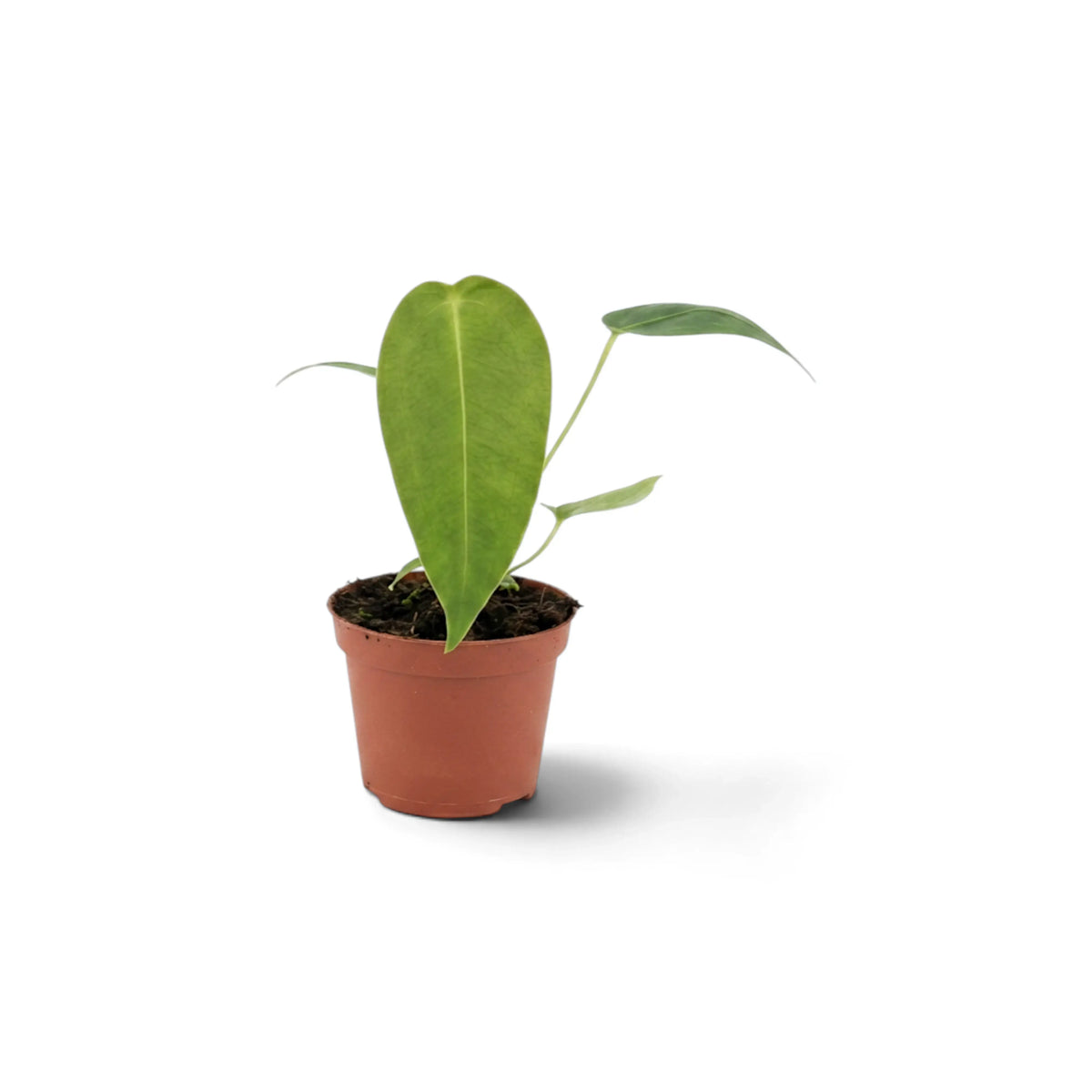Junges Anthurium peltigerum mit einem breiten Blatt, von vorn