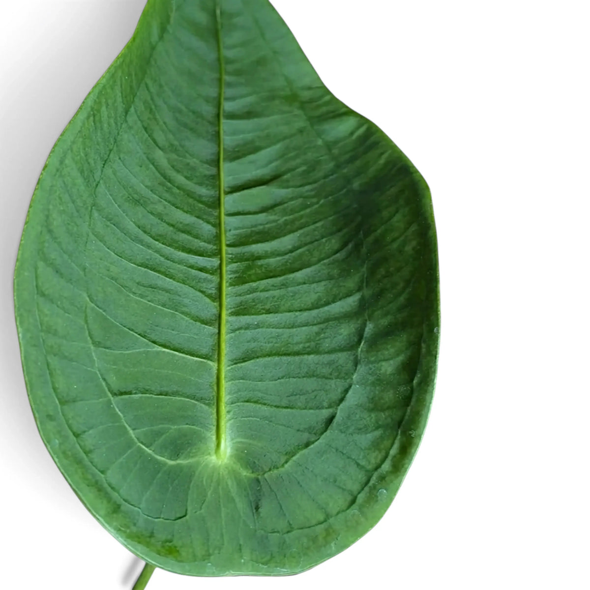 Nahaufnahme eines rundlichen Blattes von Anthurium peltigerum von oben
