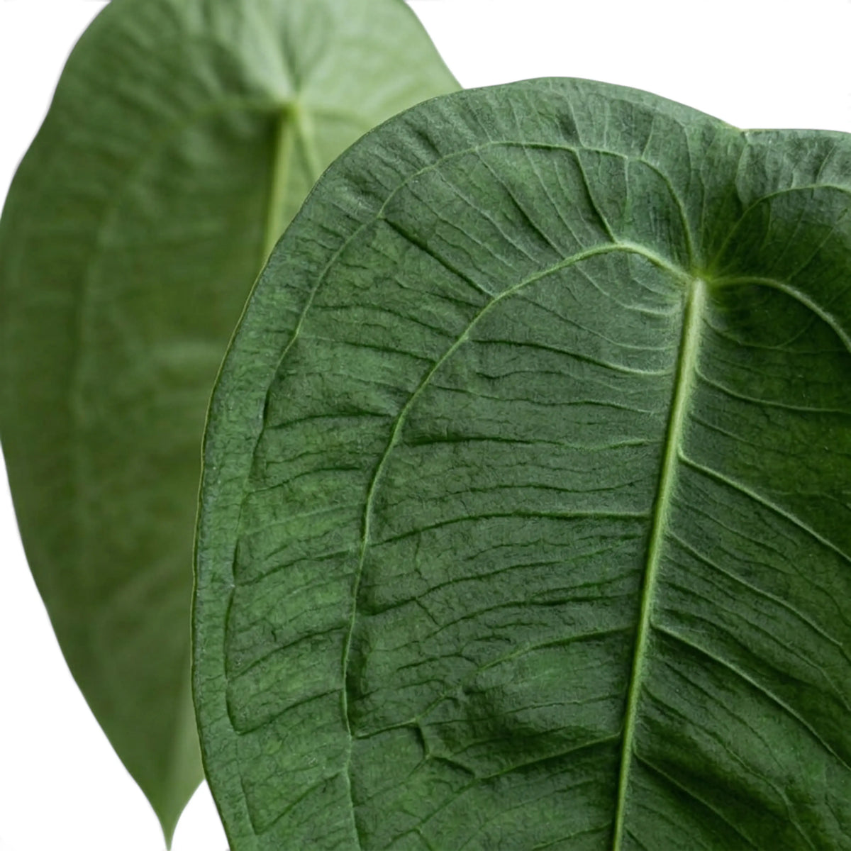 Überlappende Blätter von Anthurium peltigerum mit strukturierter grüner Oberfläche