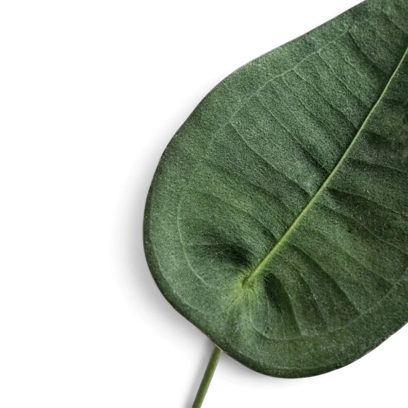 Nahaufnahme der mattgrünen Oberfläche eines Blattes von Anthurium peltigerum