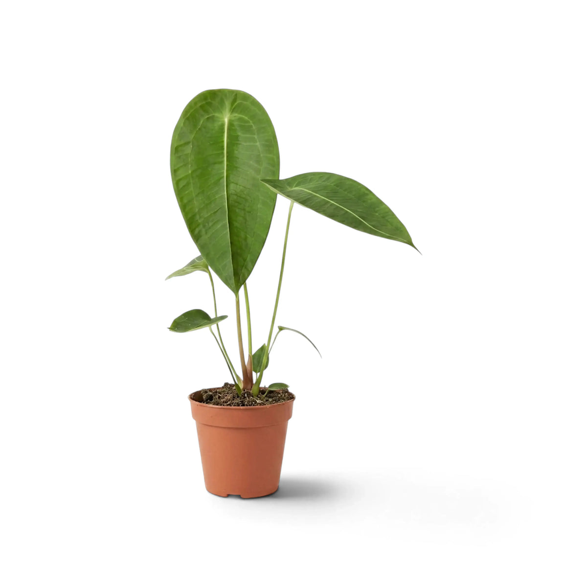 Mittelgroßes Anthurium peltigerum mit aufrechten ovalen Blättern, von der Seite