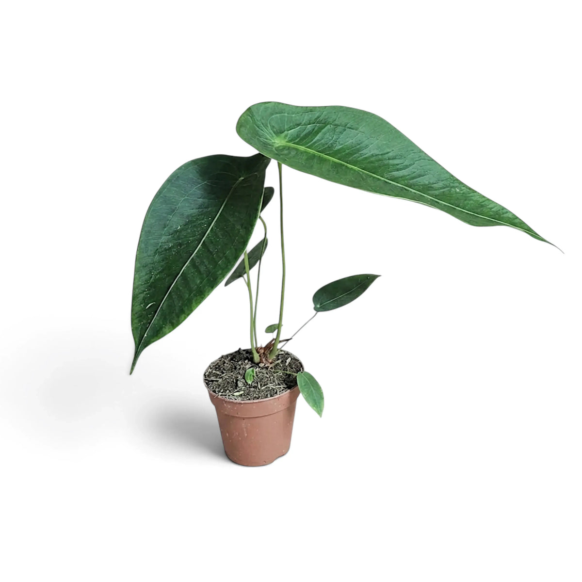 Mittelgroßes Anthurium peltigerum mit einem langen waagerechten Blatt, von der Seite