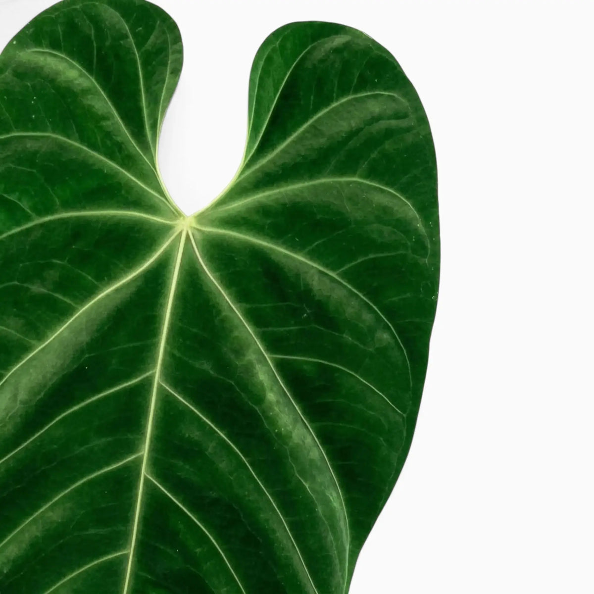Anthurium queremalense – Nahaufnahme dunkelgrüner Blätter mit hellen Blattadern