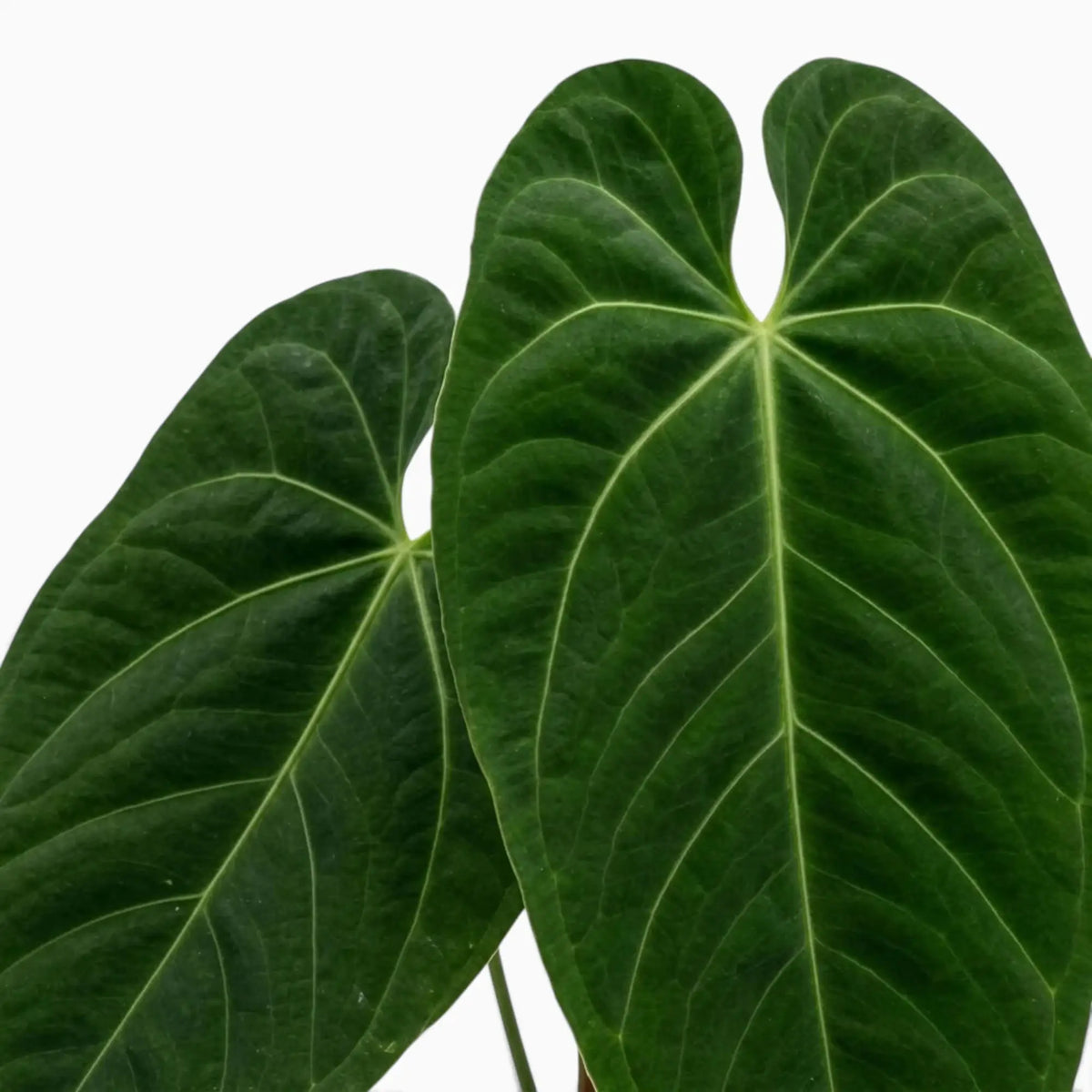 Anthurium queremalense – Nahaufnahme dunkelgrüner Blätter mit hellen Blattadern