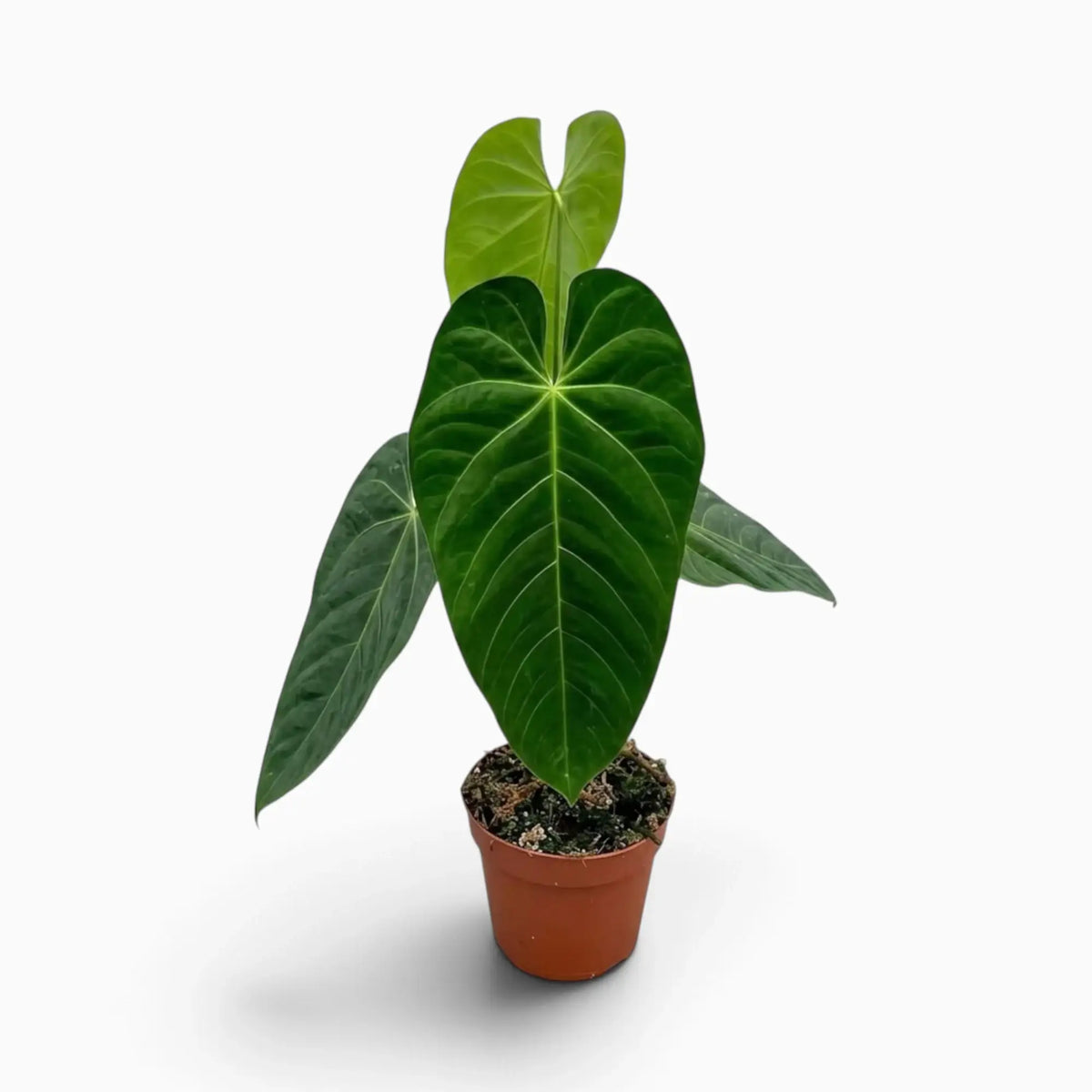 Anthurium queremalense mit länglichen, dunkelgrünen Blättern und hellen Blattadern