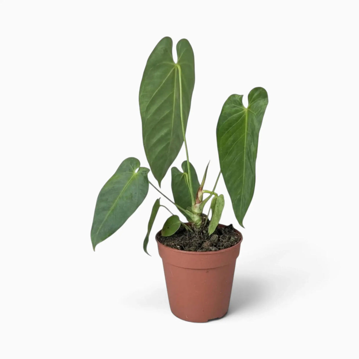 Anthurium queremalense mit länglichen, dunkelgrünen Blättern und hellen Blattadern