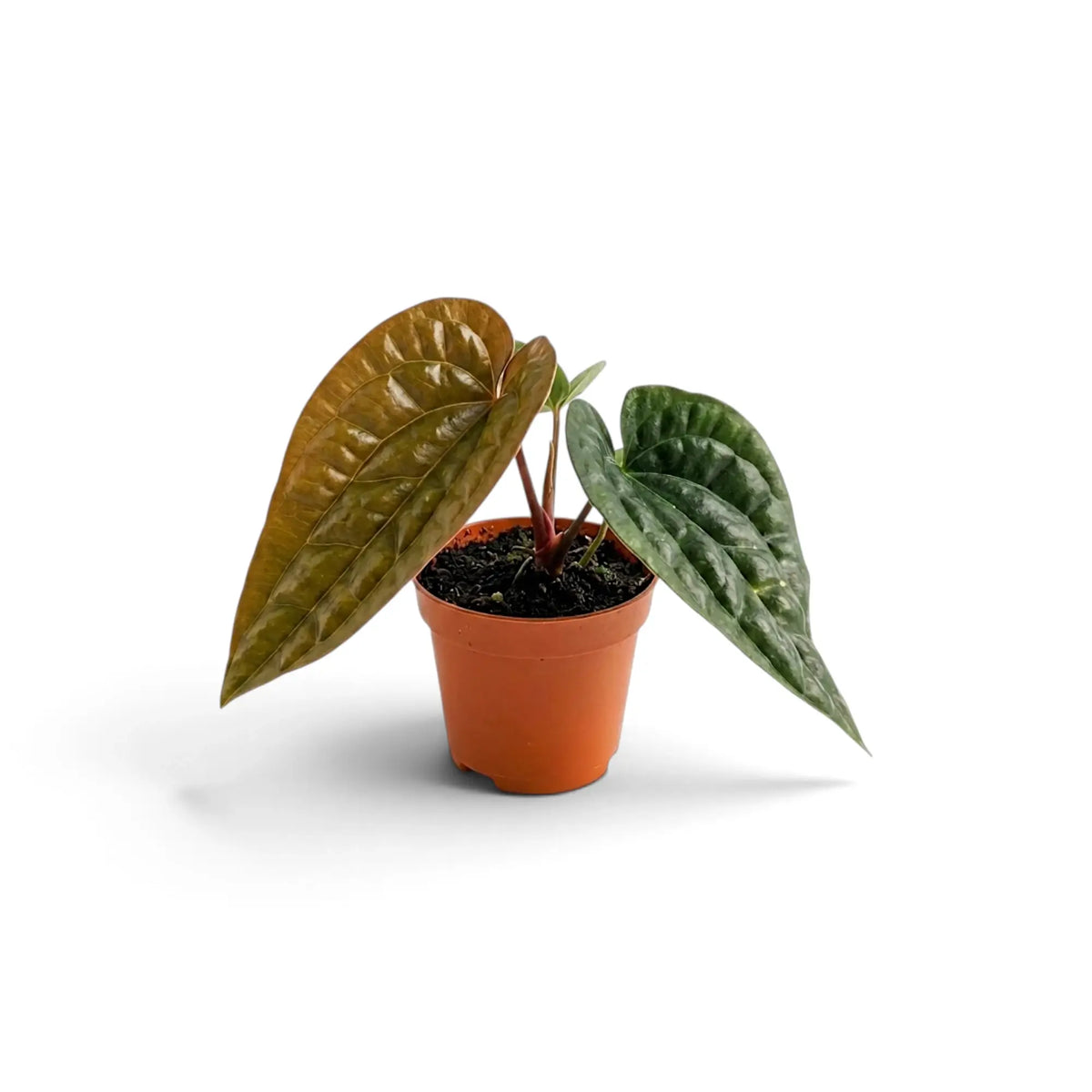 Young Anthurium radicans × luxurians with a copper new leaf and two dark quilted leaves