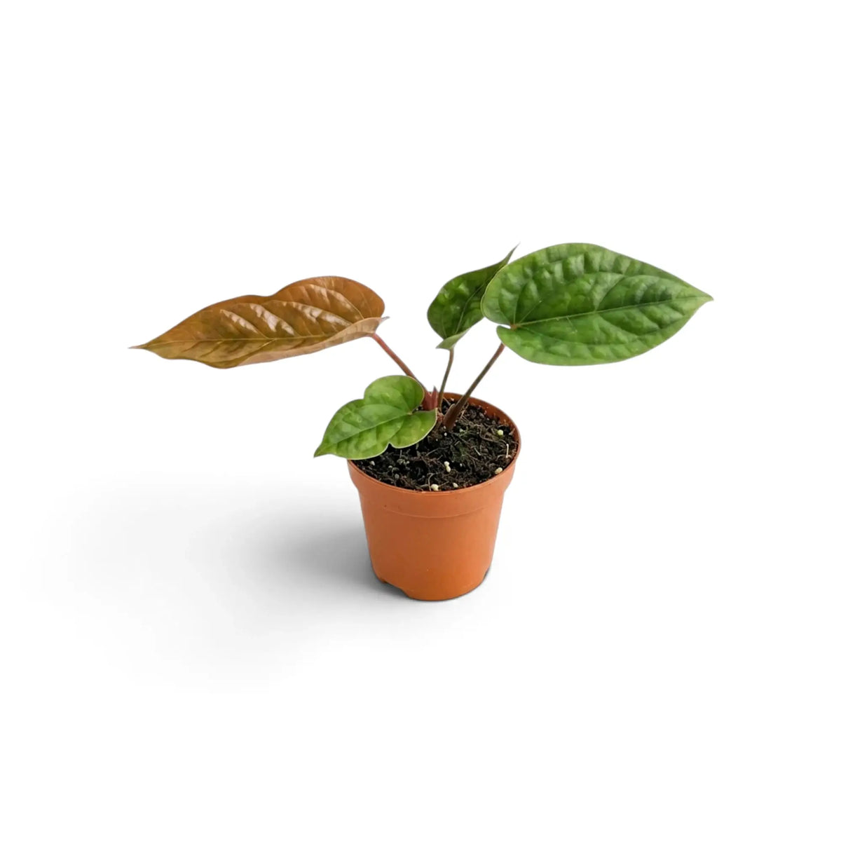 Young Anthurium radicans × luxurians with compact green foliage and a bronze emerging leaf