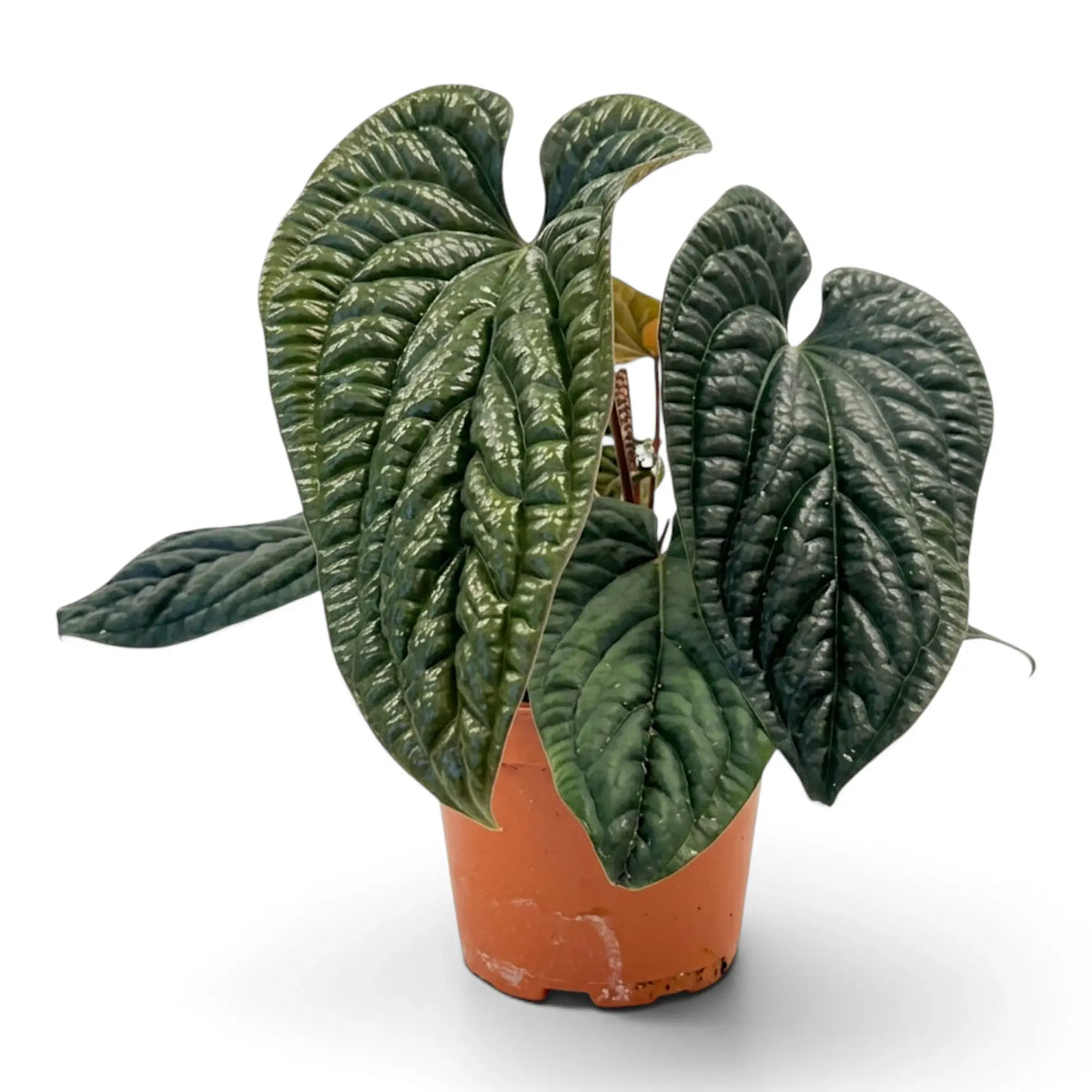 Extra-large Anthurium radicans × luxurians with overlapping dark green quilted leaves