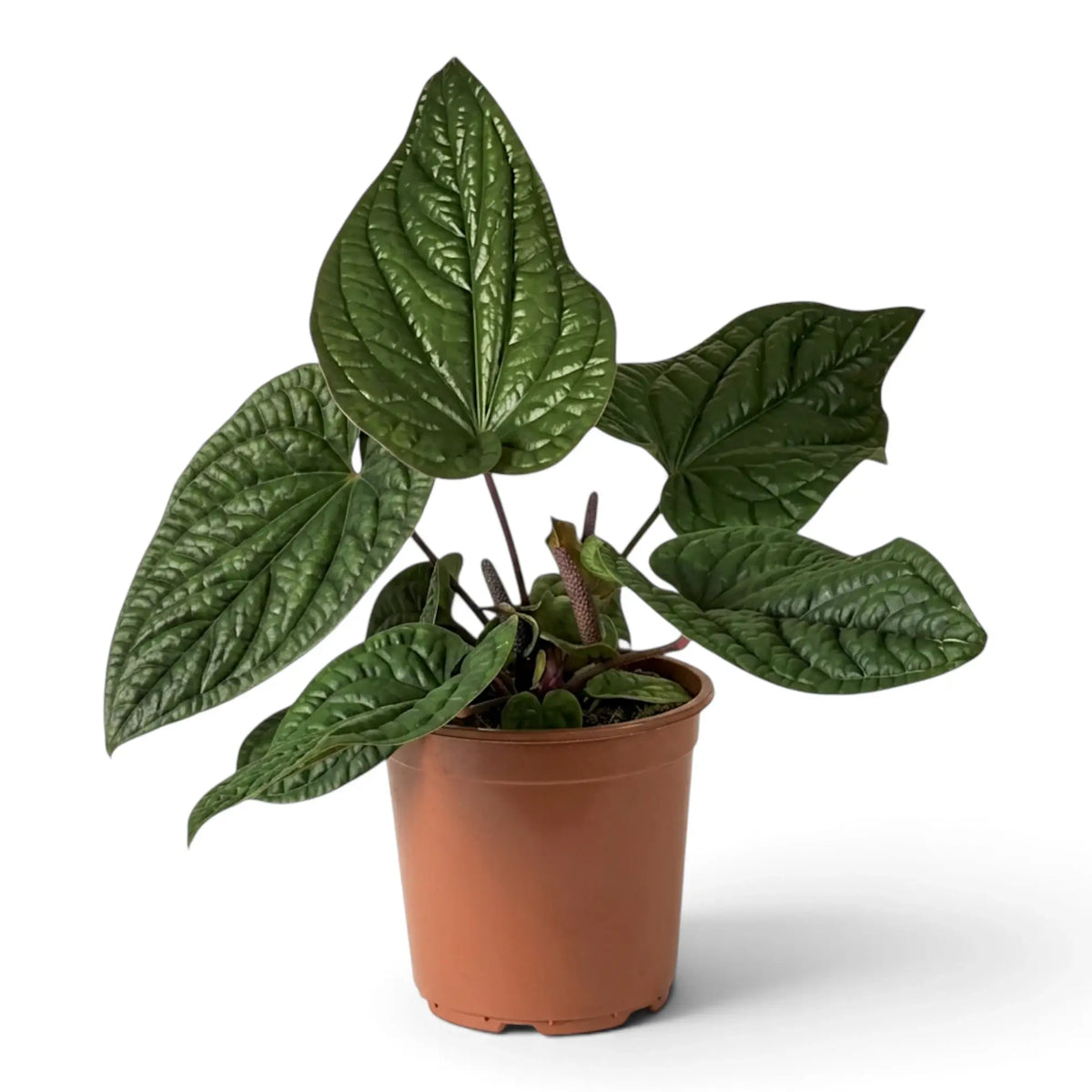 Extra-large Anthurium radicans × luxurians with broad upright leaves and silver-green veins