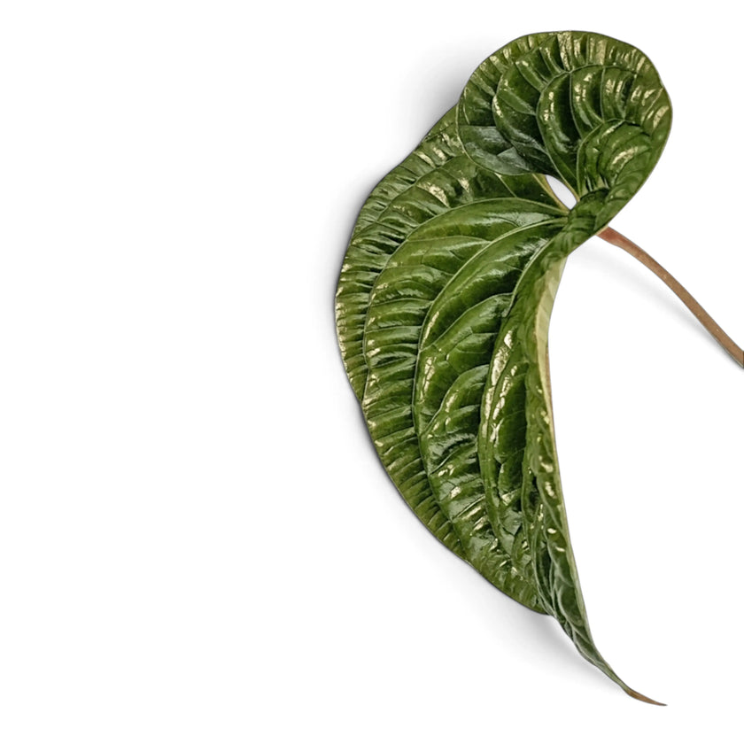 A single glossy green leaf of Anthurium radicans x luxurians with prominent veins and a brown stem, photographed on a clean white background.