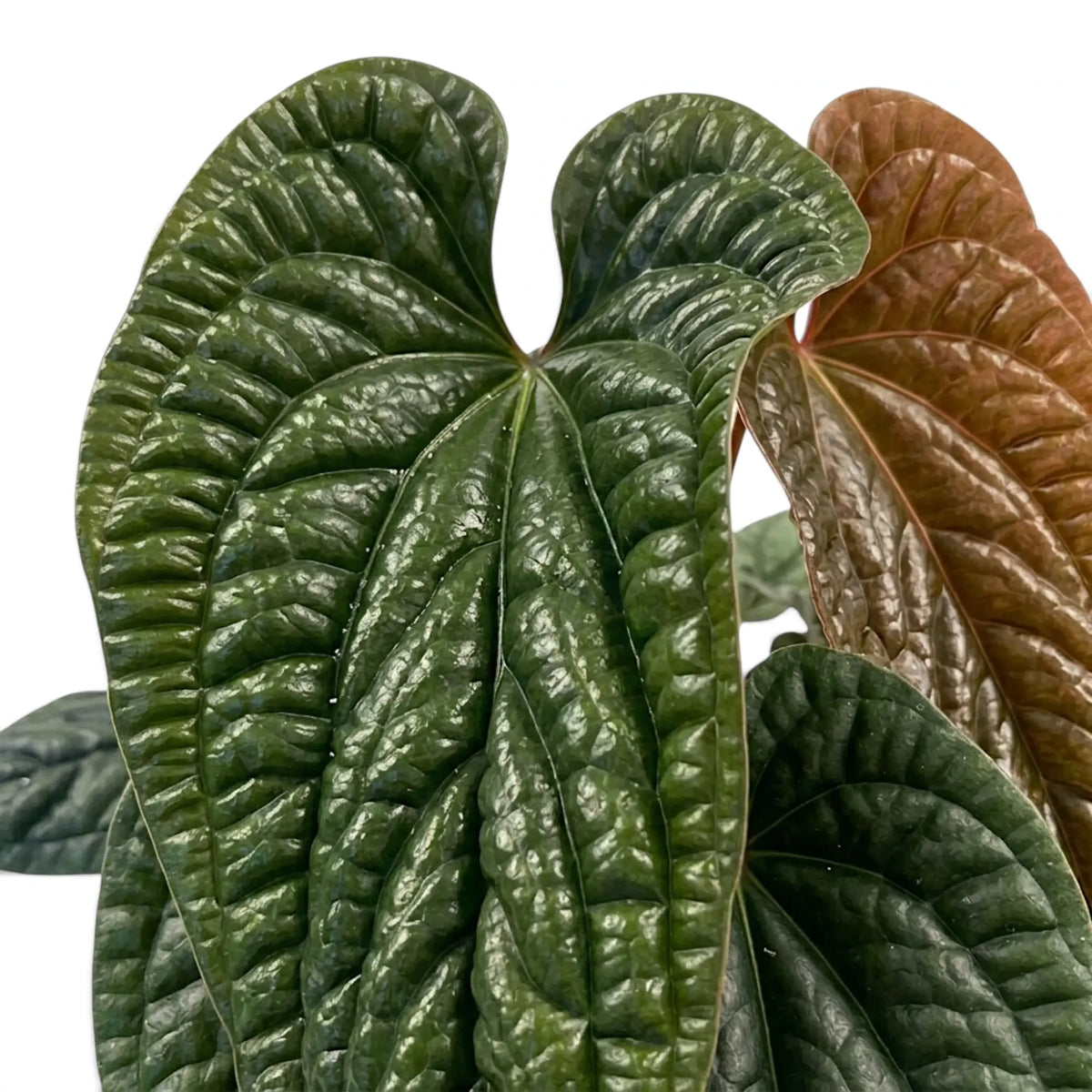 Close-up of a large, glossy, deeply textured heart-shaped leaves of Anthurium radicans x luxurians in dark green and reddish-brown tones against a plain white background.