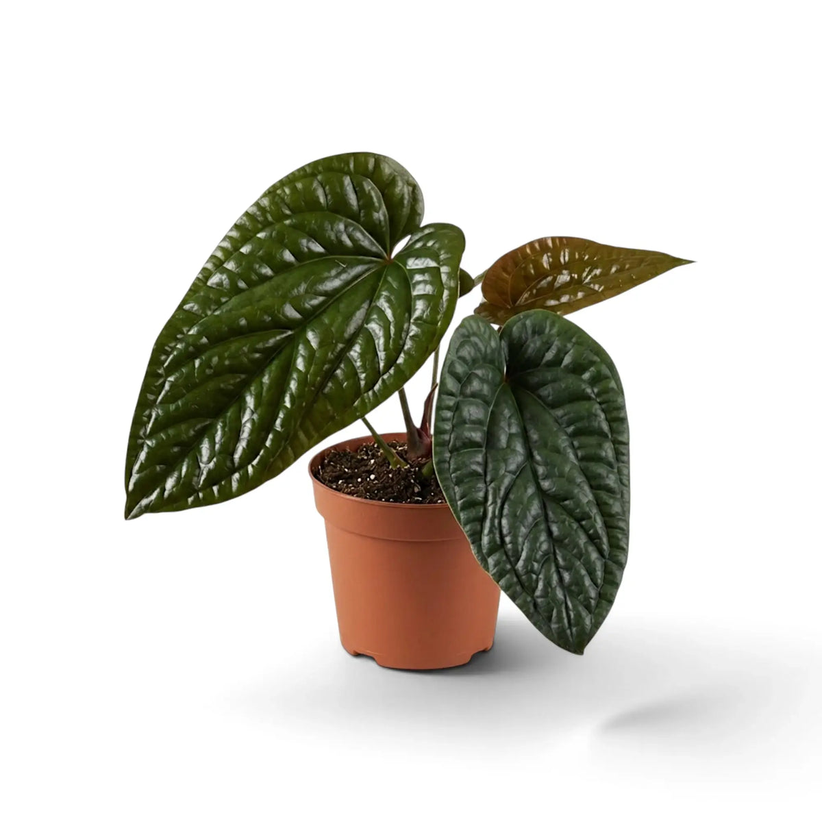 Anthurium radicans × luxurians with dark quilted leaves and a bronze leaf unfurling