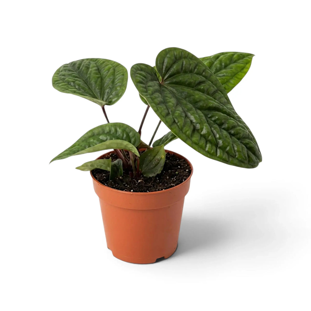 Anthurium radicans × luxurians with broad heart-shaped leaves and deeply quilted texture