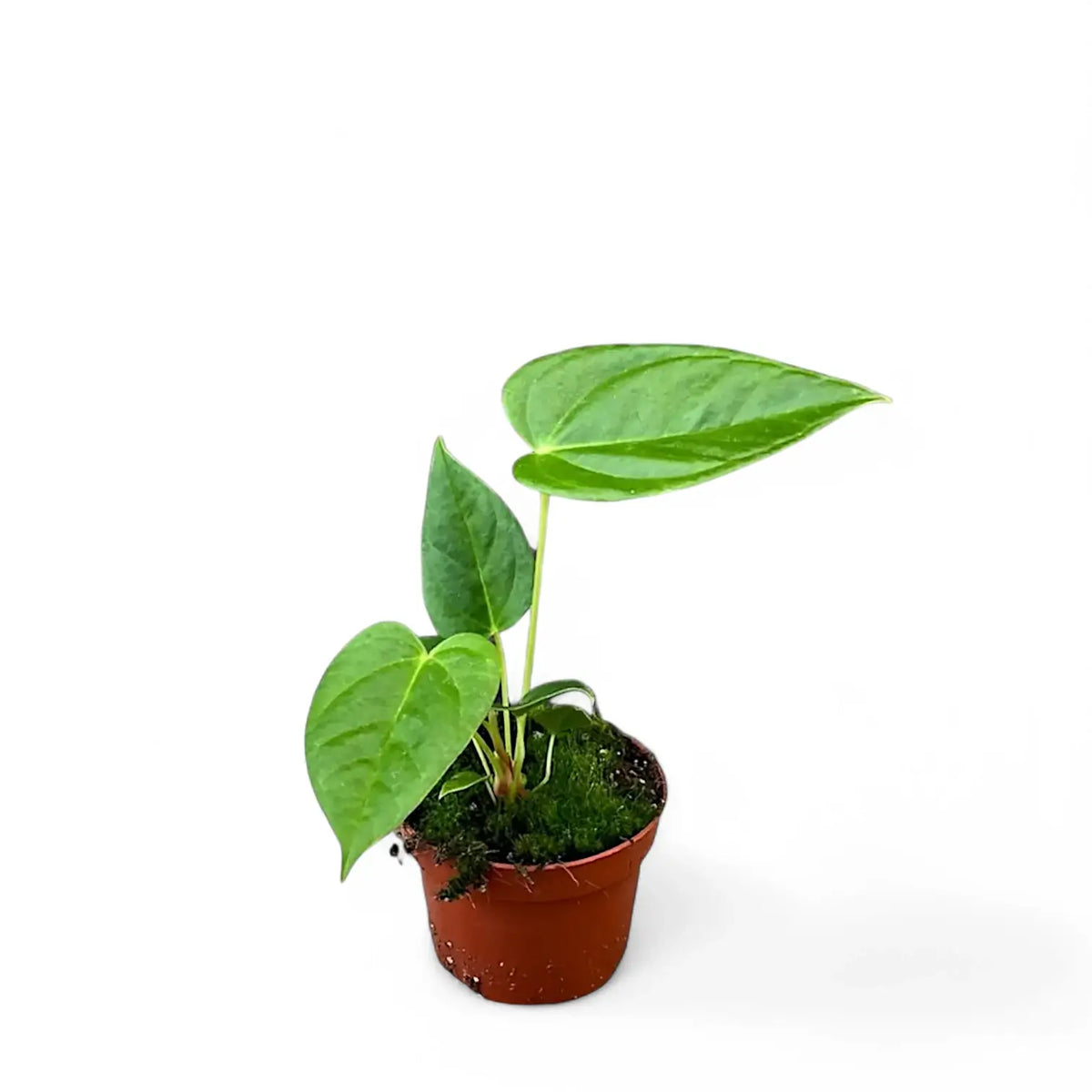 Anthurium recavum potted plant in nursery pot on white background.