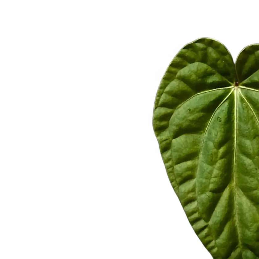 Anthurium regale x luxurians close-up of leaf on white background.