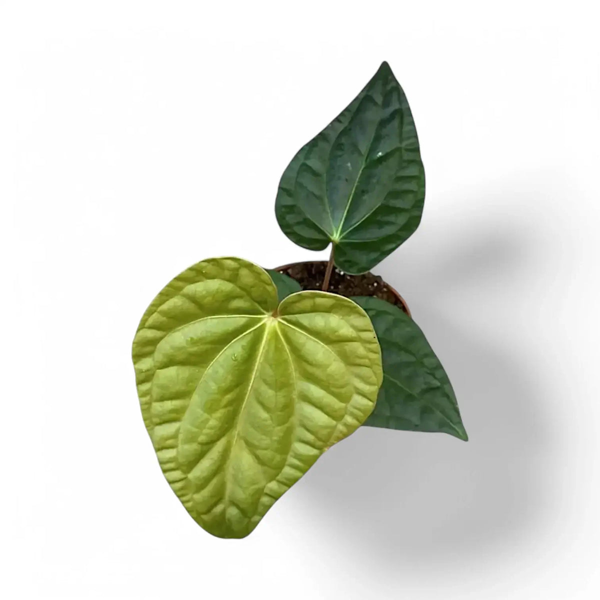 Anthurium regale x luxurians potted plant in nursery pot on white background.
