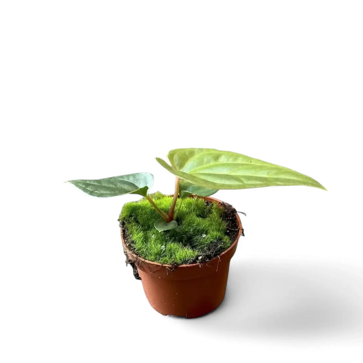Anthurium regale x luxurians potted plant in nursery pot on white background.