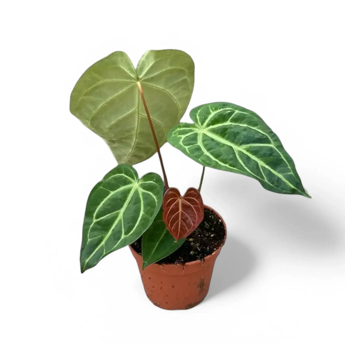Anthurium regale x magnificum potted plant in nursery pot on white background.