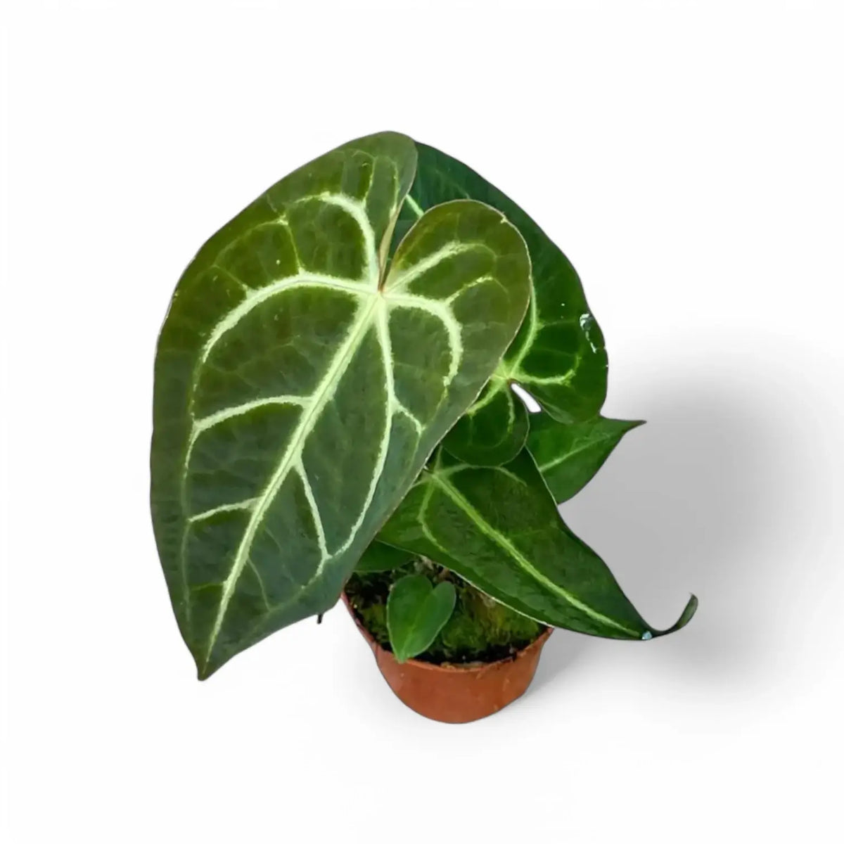 Anthurium regale x magnificum potted plant in nursery pot on white background.