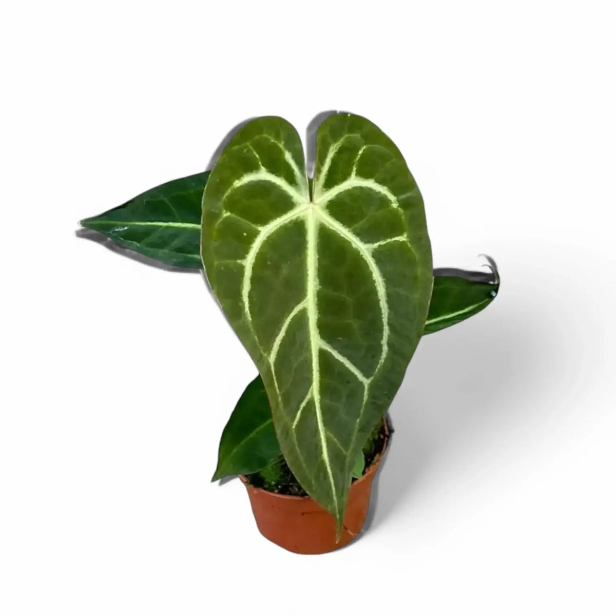 Anthurium regale x magnificum potted plant in nursery pot on white background.