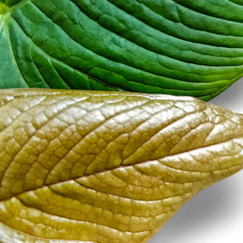 Anthurium rugulosum close-up of leaf on white background.