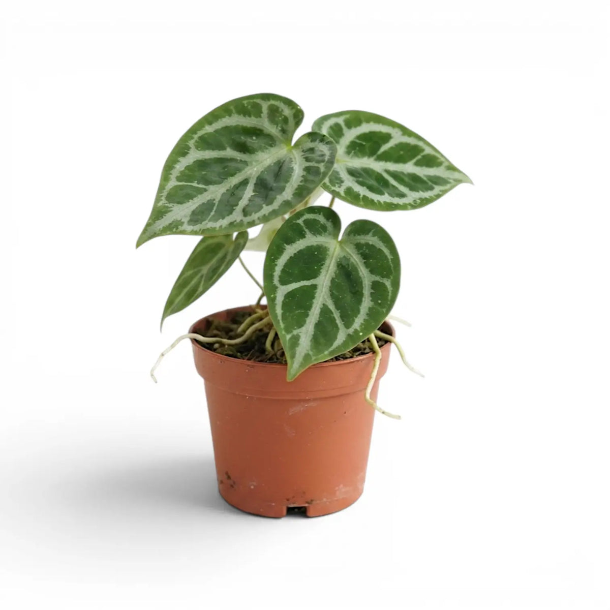 Anthurium 'Silver Blush' plant in a nursery pot.