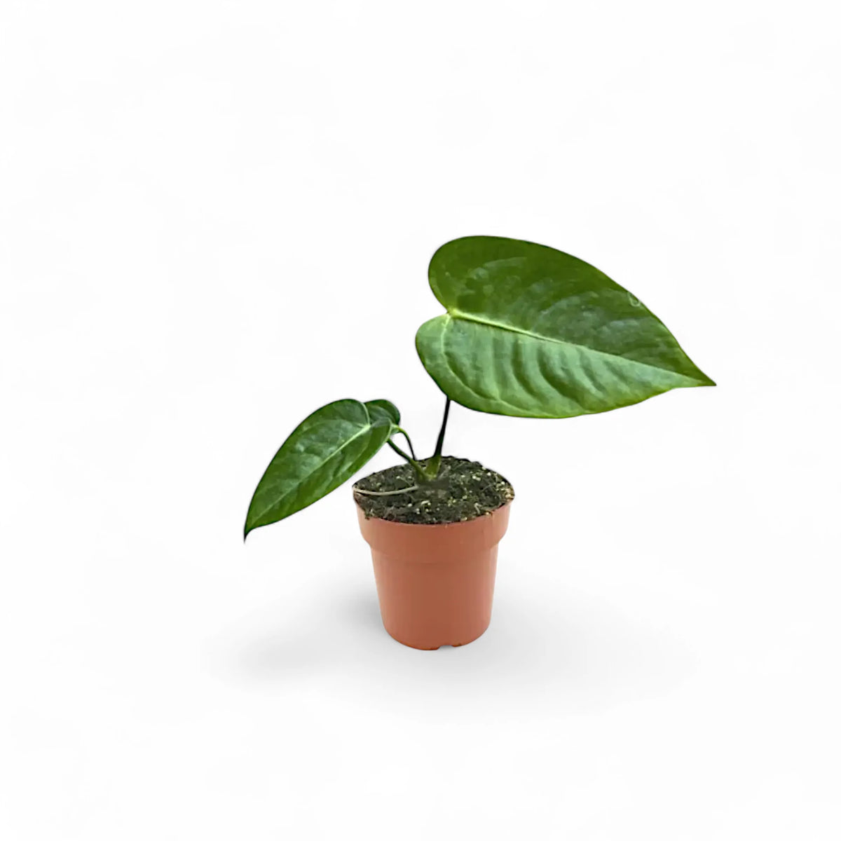 Anthurium veitchii – Zimmerpflanze im Kulturtopf auf weißem Hintergrund, Produktfoto 7.