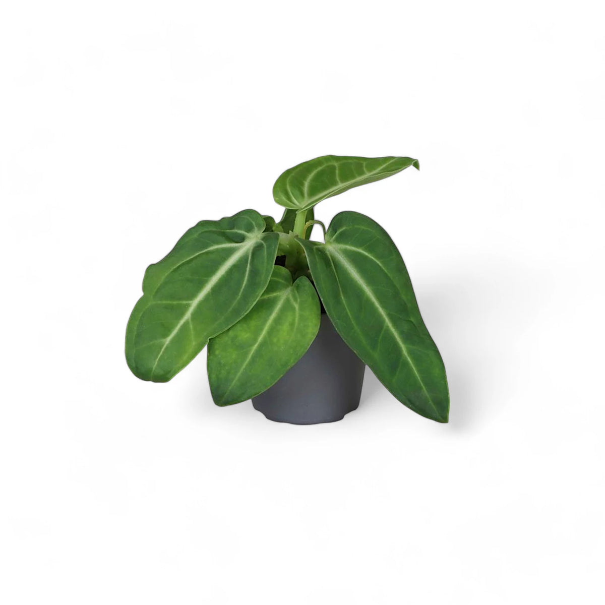 Anthurium villenaorum plant in a nursery pot against a white background