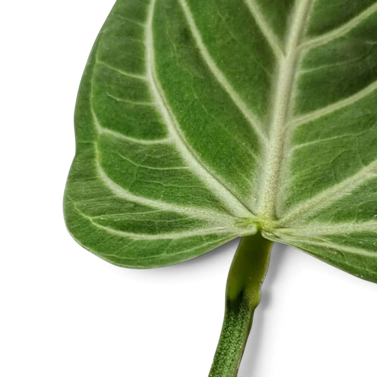 Close-up of Anthurium villenaorum mature foliage with an elongated blade and defined basal lobes