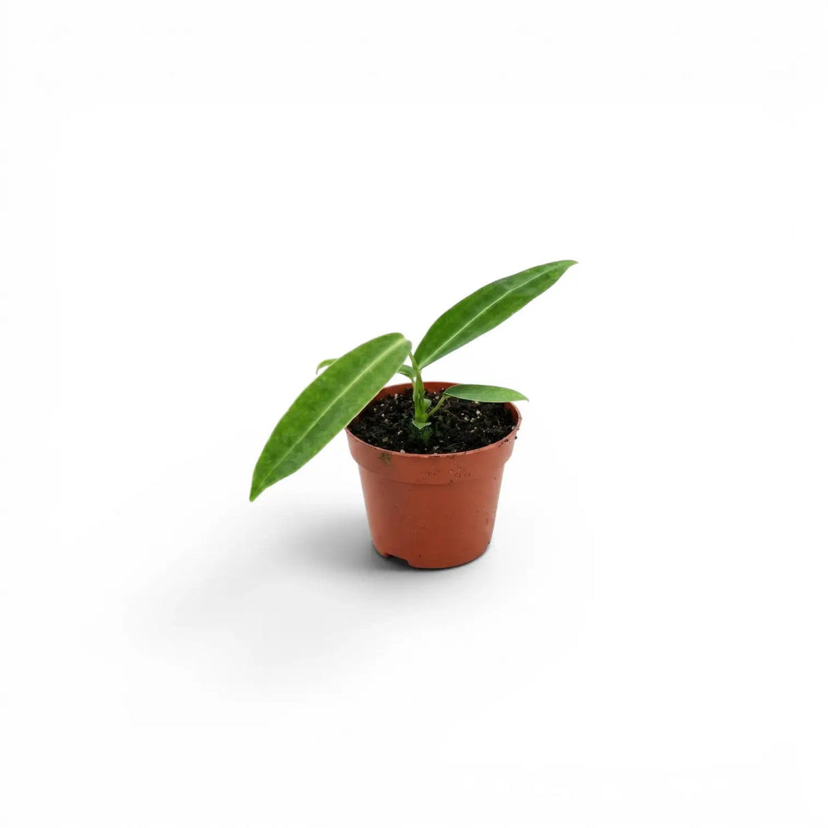 Anthurium warocqueanum-Jungpflanze mit langen, samtigen Blättern im Kulturtopf vor weißem Hintergrund
