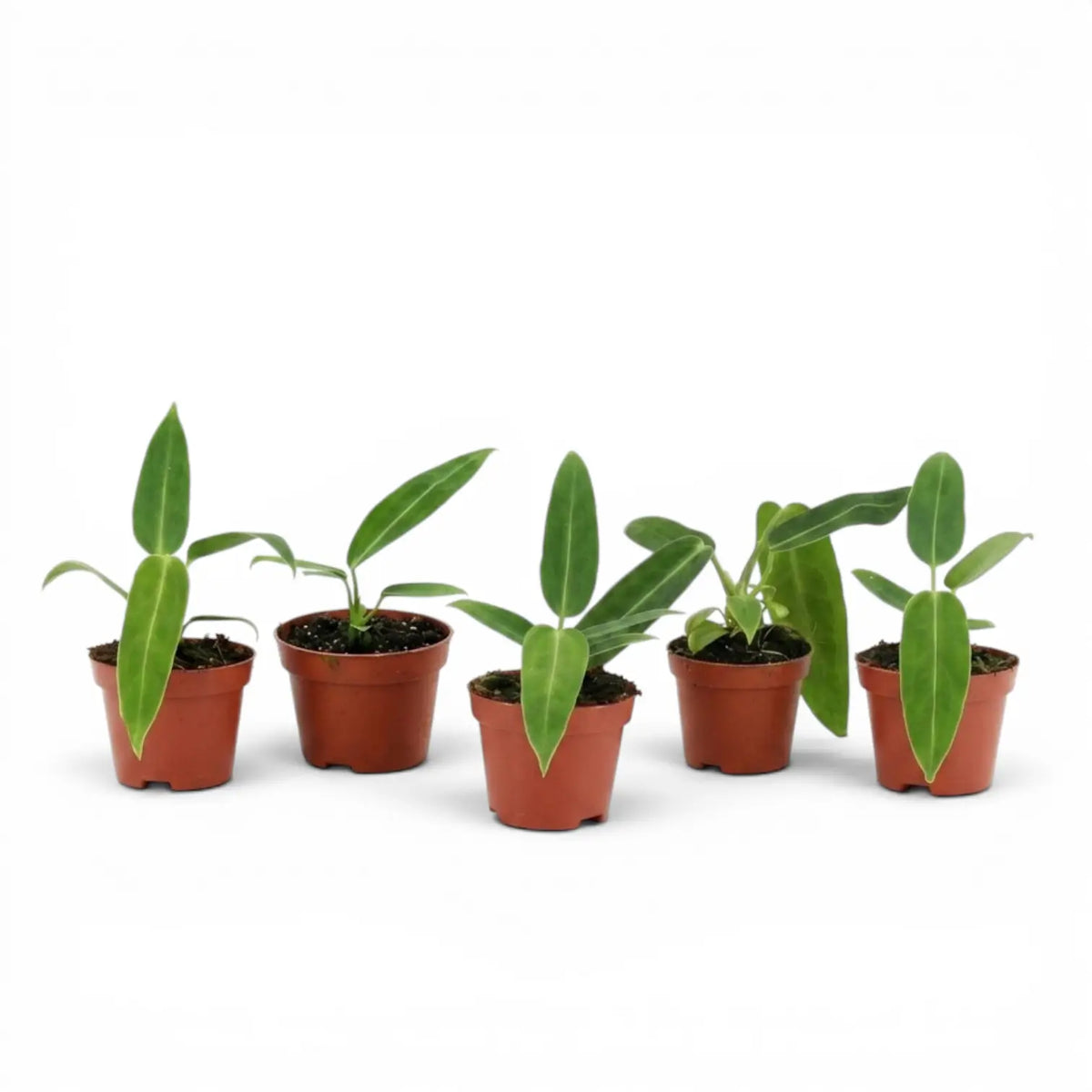 Anthurium warocqueanum-Jungpflanze im Kulturtopf vor weißem Hintergrund