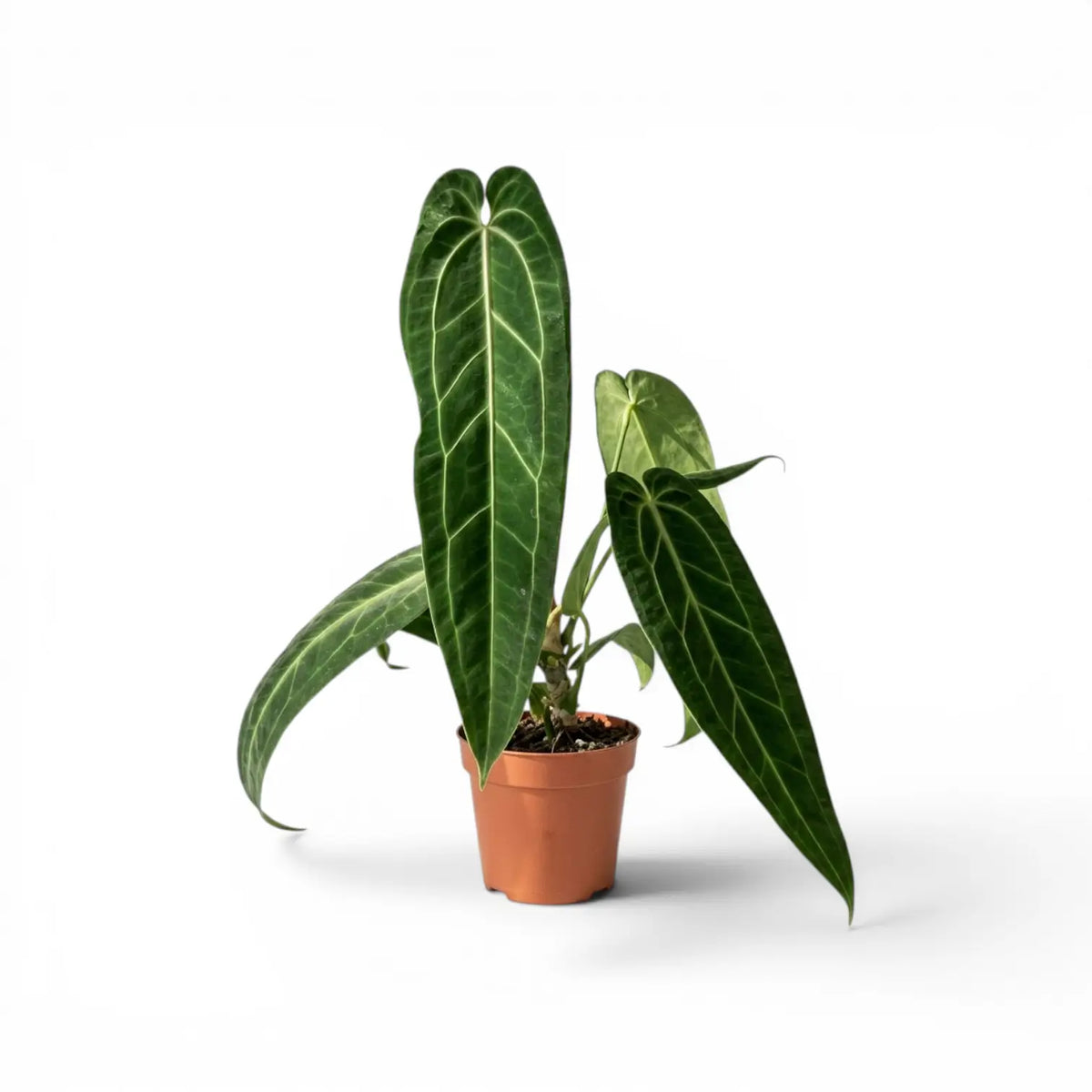 Anthurium warocqueanum-Pflanze mit dunkelgrünen, langen, samtigen Blättern und hellen Blattadern im Kulturtopf vor weißem Hintergrund