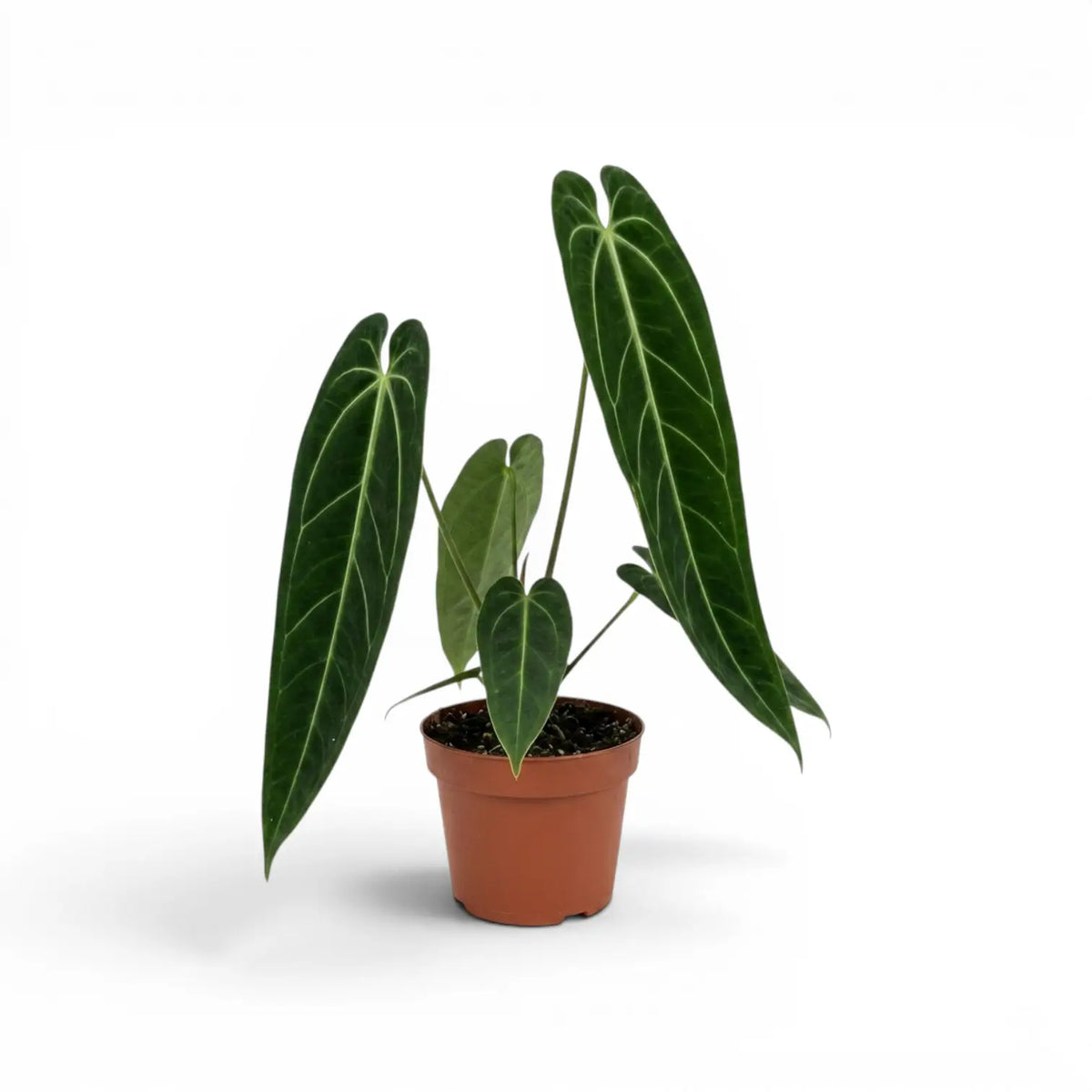 Anthurium warocqueanum-Pflanze mit dunkelgrünen, langen, samtigen Blättern und hellen Blattadern im Kulturtopf vor weißem Hintergrund