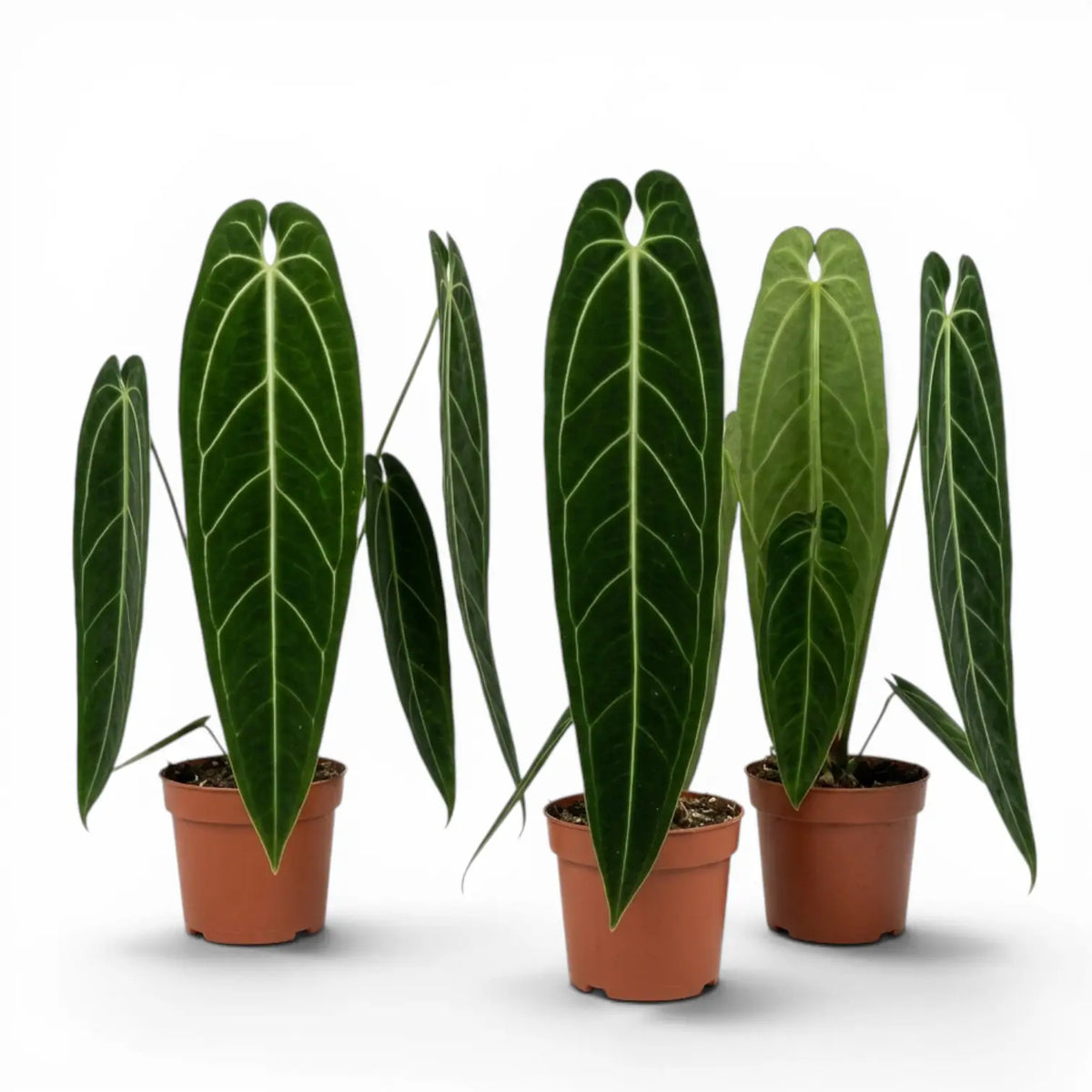 Große Anthurium warocqueanum-Pflanze mit langen, samtigen Blättern im Kulturtopf vor weißem Hintergrund