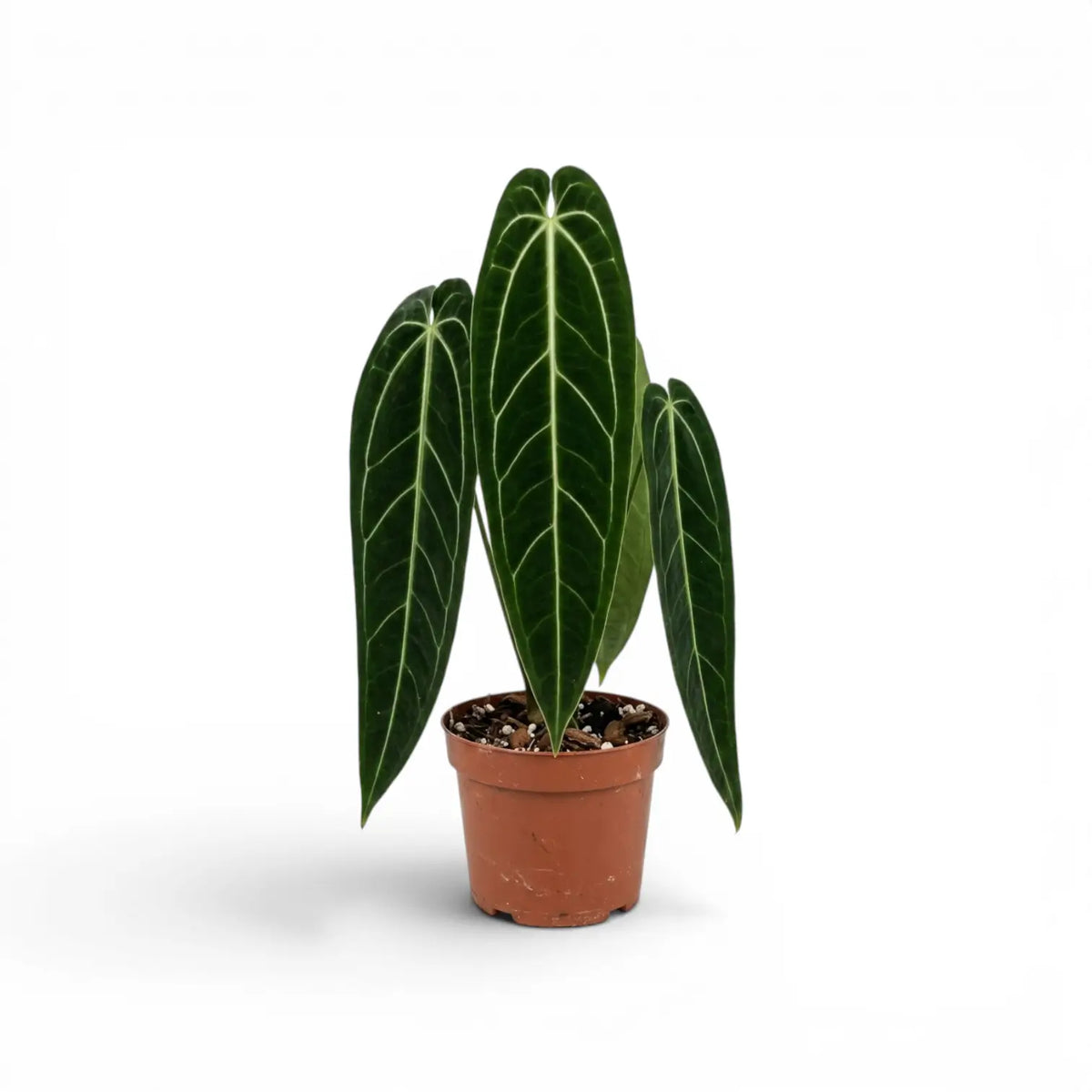 Große Anthurium warocqueanum-Pflanze mit langen, samtigen Blättern im Kulturtopf vor weißem Hintergrund