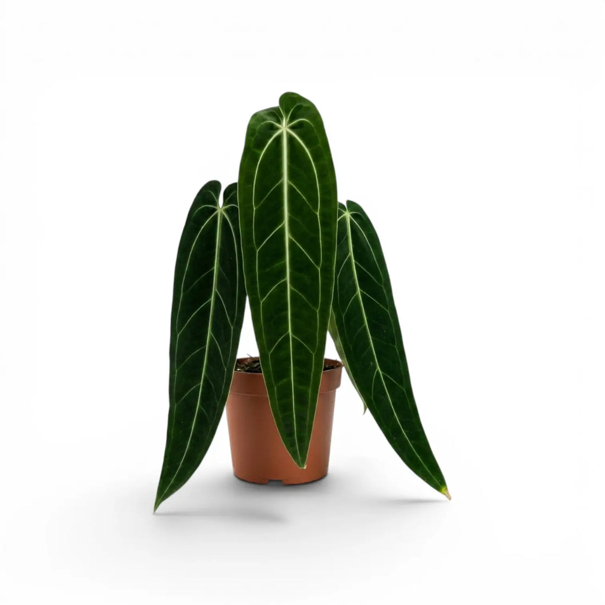 Große Anthurium warocqueanum-Pflanze mit langen, samtigen Blättern im Kulturtopf vor weißem Hintergrund
