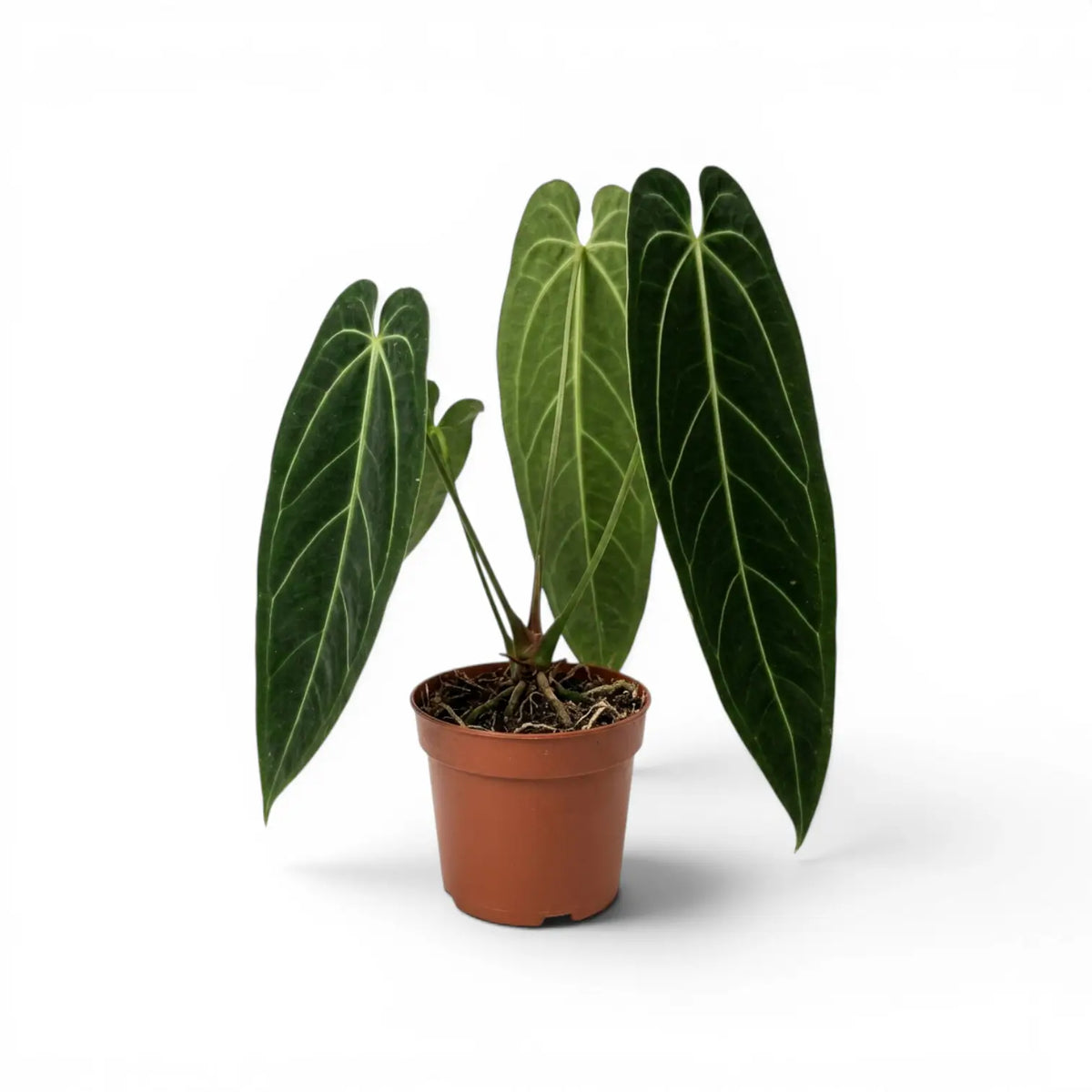 Große Anthurium warocqueanum-Pflanze mit langen, samtigen Blättern im Kulturtopf vor weißem Hintergrund