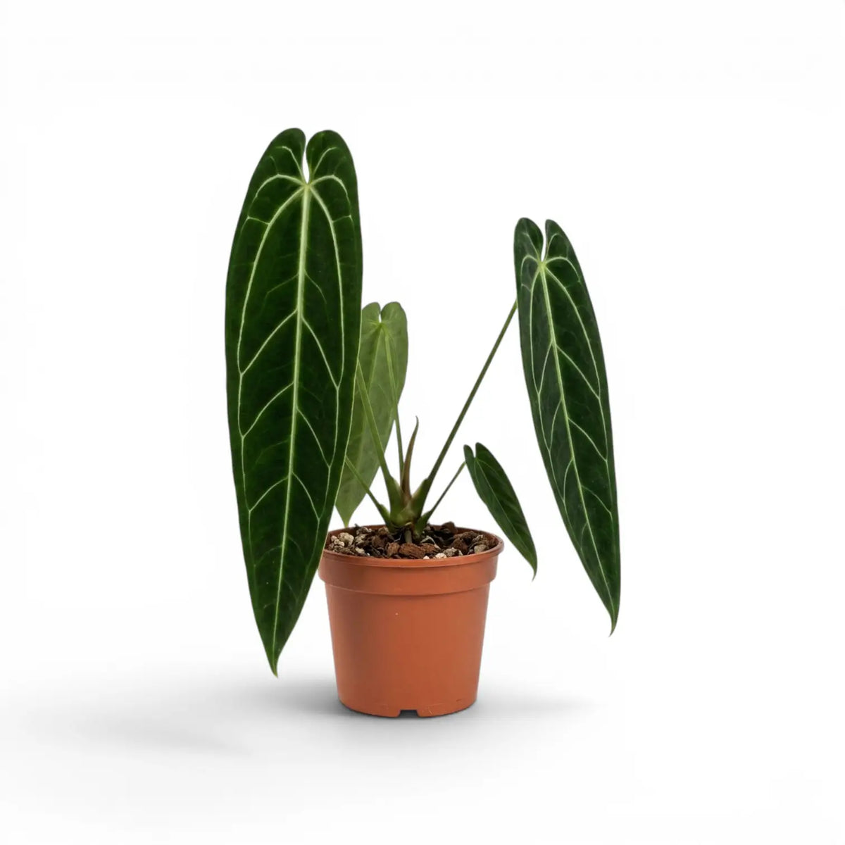 Große Anthurium warocqueanum-Pflanze mit langen, samtigen Blättern im Kulturtopf vor weißem Hintergrund