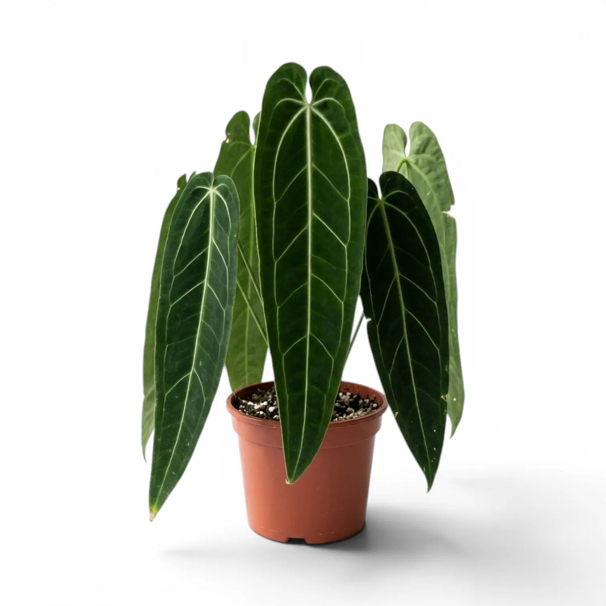 Sehr große Anthurium warocqueanum-Pflanze mit dunkelgrünen, samtigen Blättern im Kulturtopf vor weißem Hintergrund