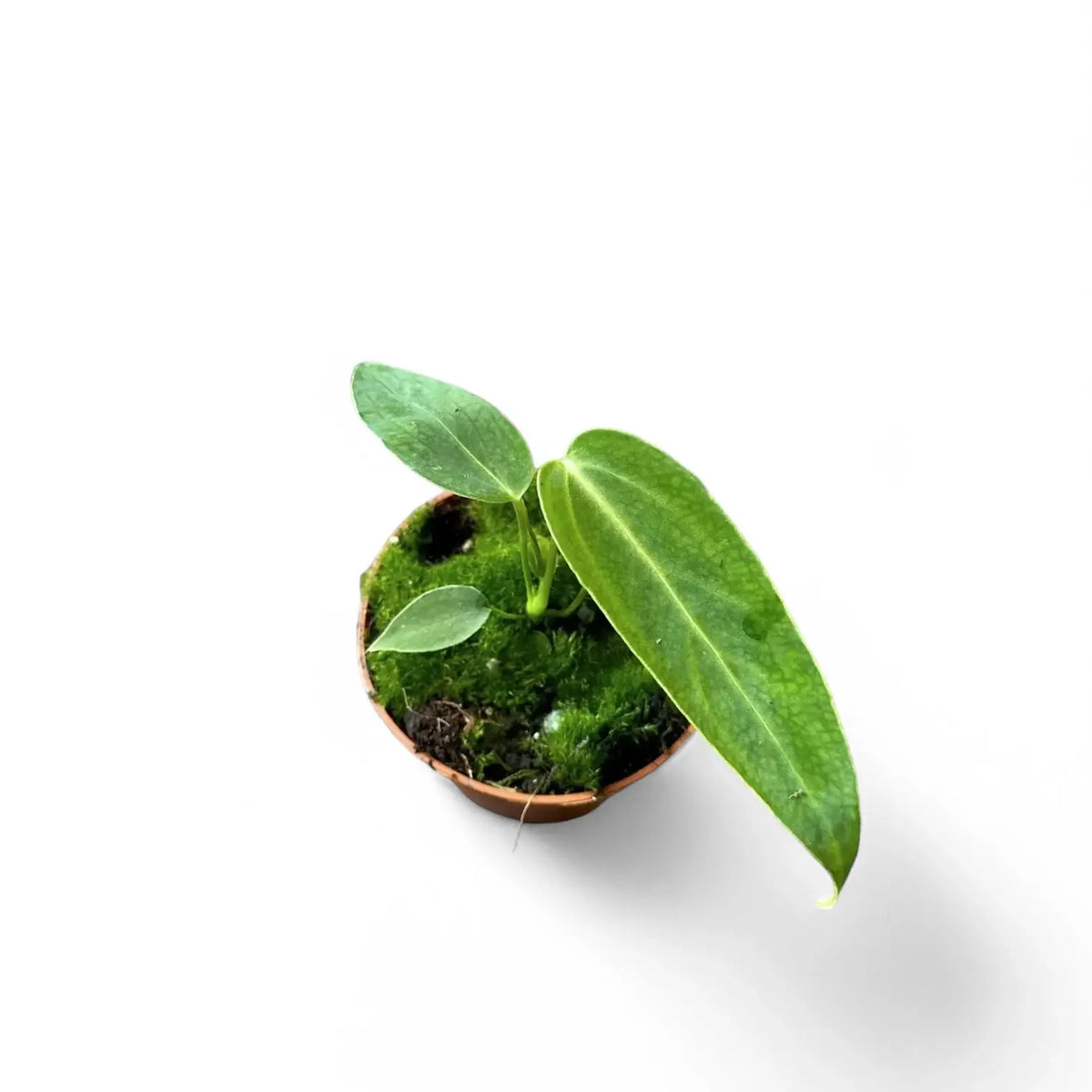 Anthurium warocqueanum x waterburyanum Zimmerpflanze im Anzuchttopf vor weißem Hintergrund, Produktfoto 4.