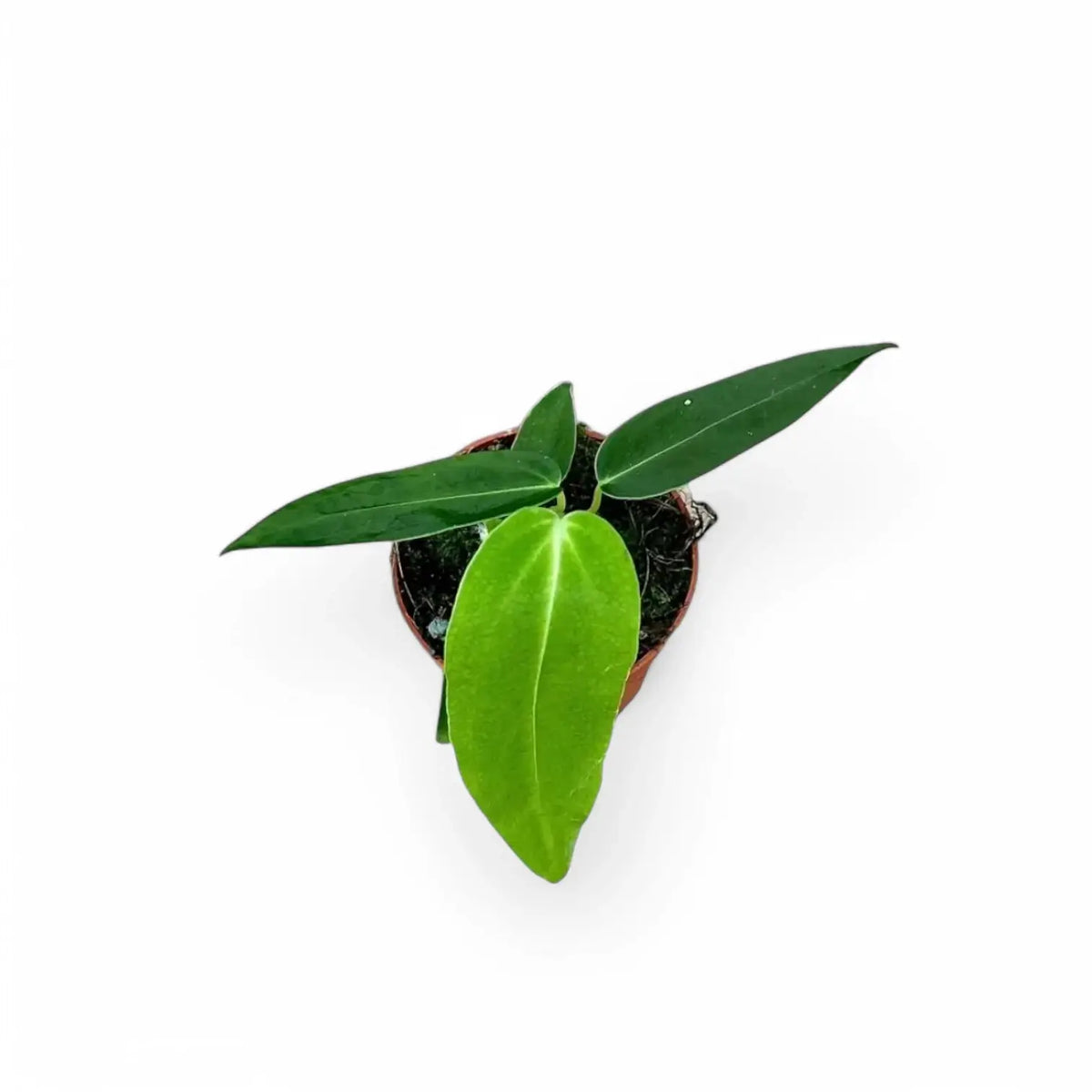 Anthurium warocqueanum x waterburyanum Zimmerpflanze im Anzuchttopf vor weißem Hintergrund, Produktfoto 7.