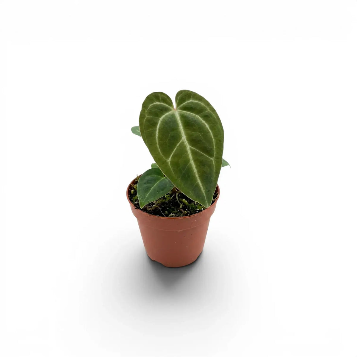 Anthurium regale baby plant in a nursery pot.