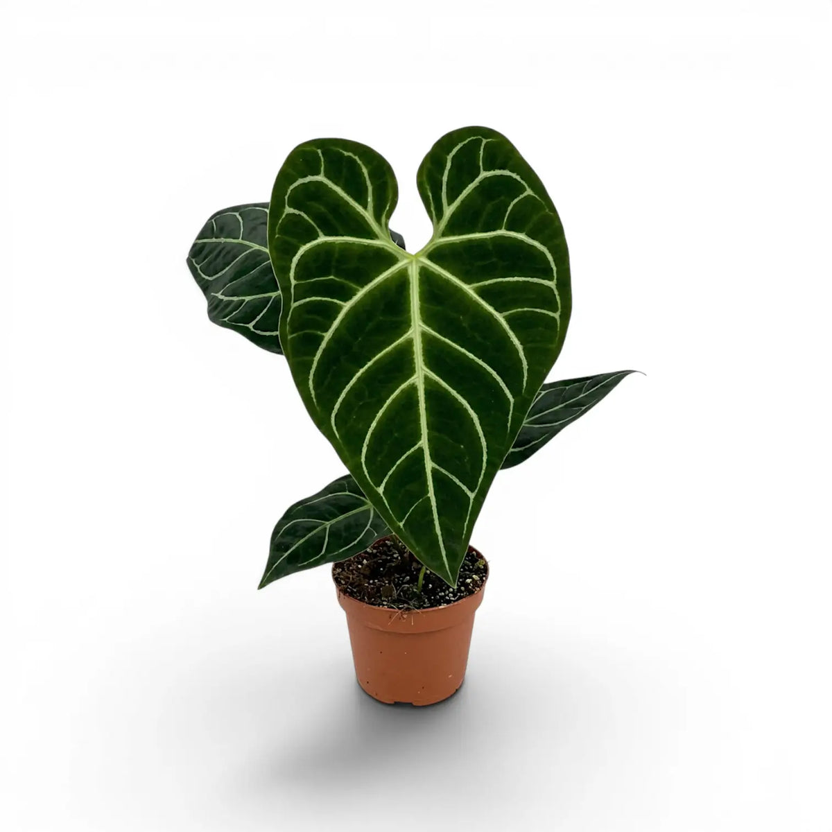 Anthurium regale im Kulturtopf.