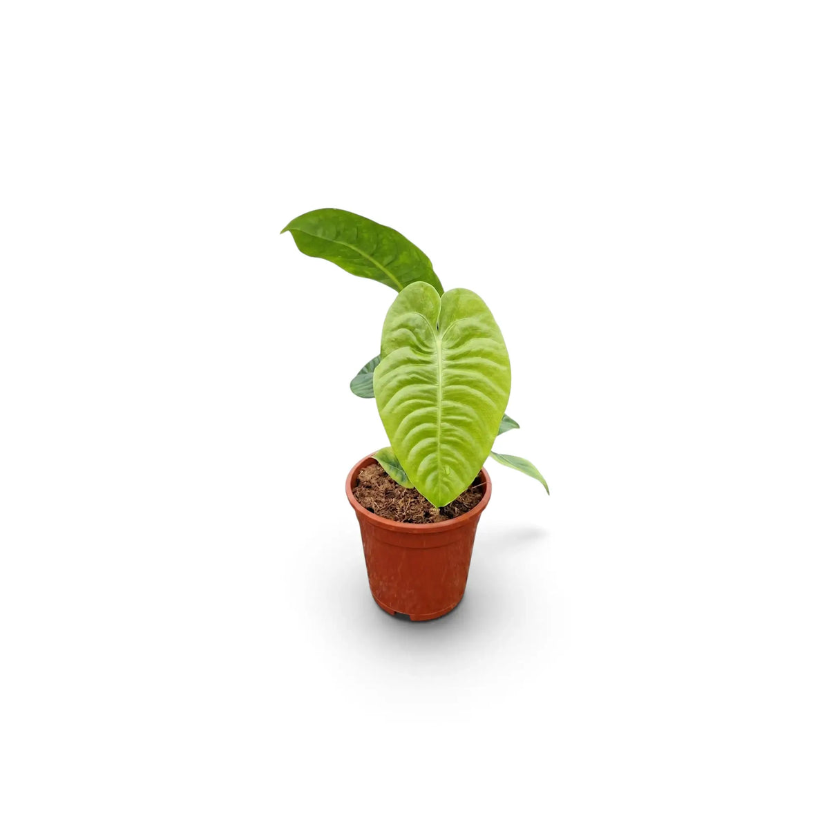 Baby Anthurium veitchii with a pale corrugated leaf in a terracotta pot