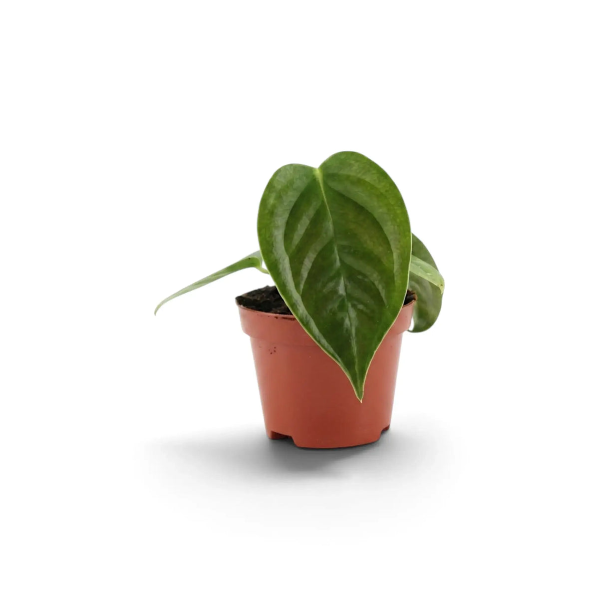 Baby Anthurium veitchii with one broad corrugated leaf in a terracotta pot