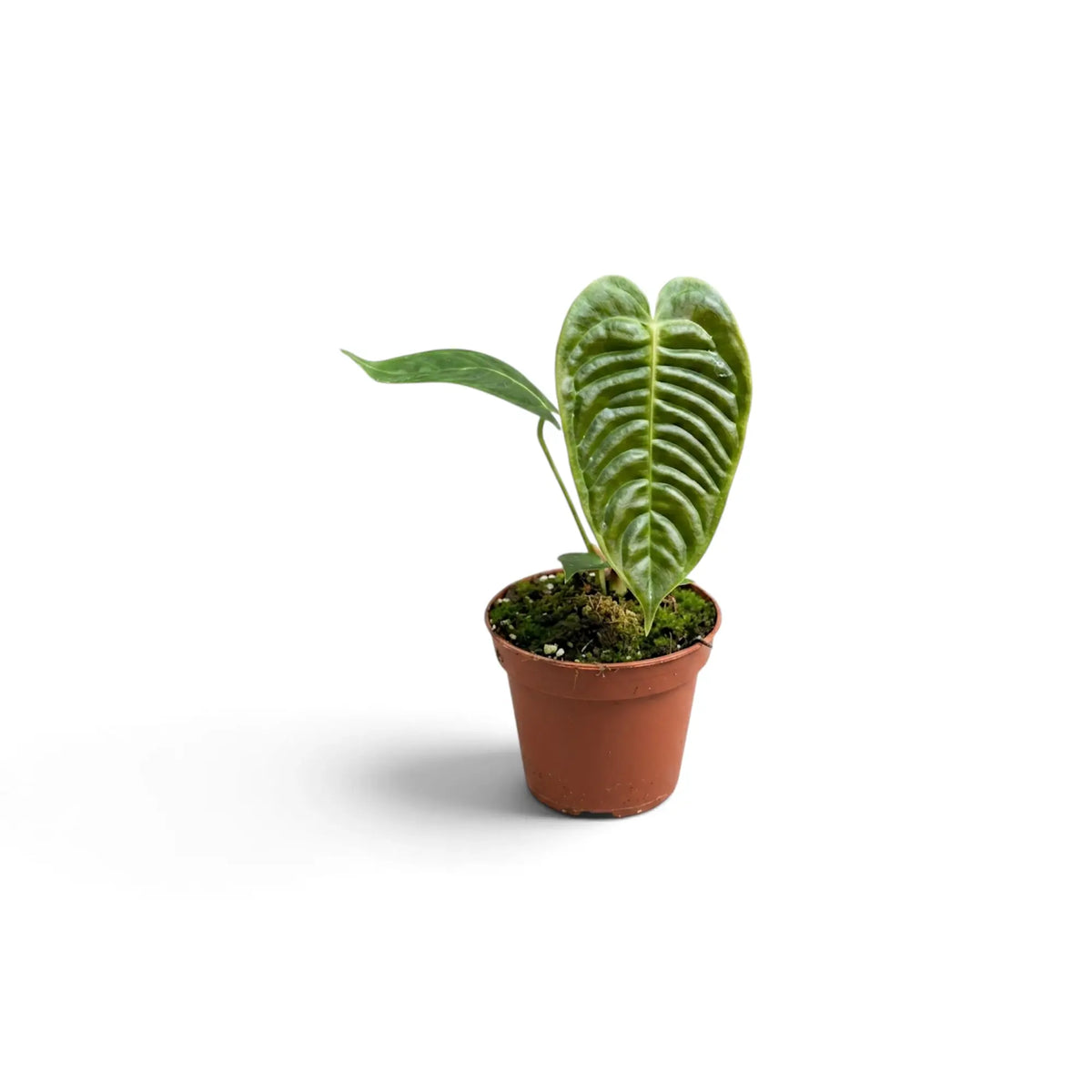 Baby Anthurium veitchii with a deeply corrugated central leaf