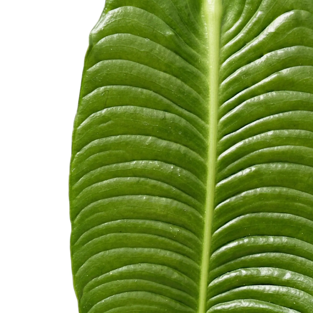 Close-up of a glossy Anthurium veitchii leaf with pronounced ribbing