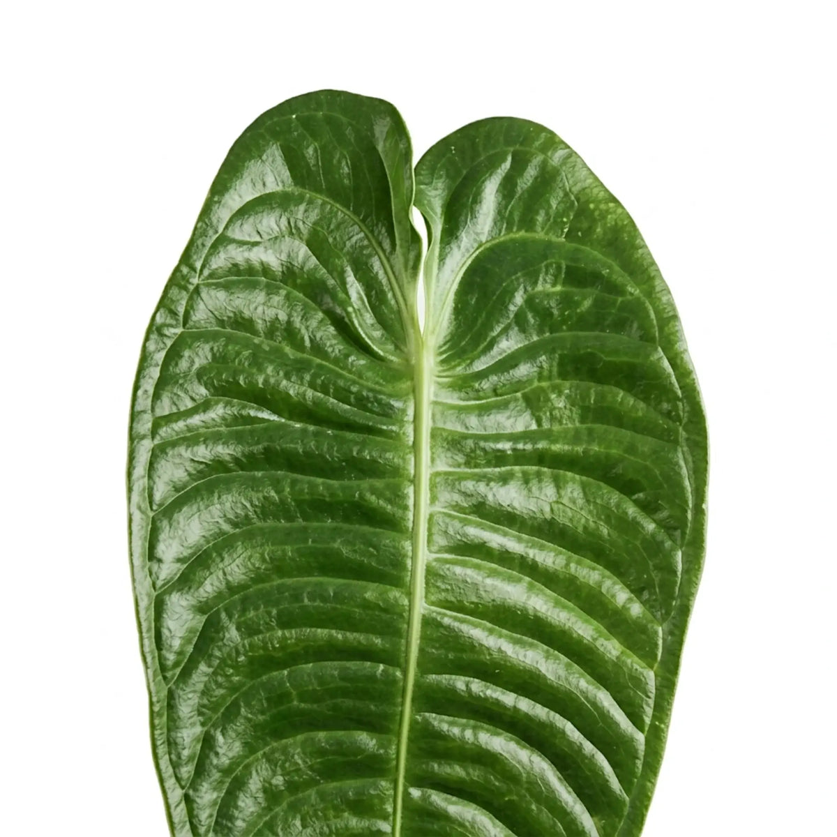 Single Anthurium veitchii leaf showing its broad corrugated blade