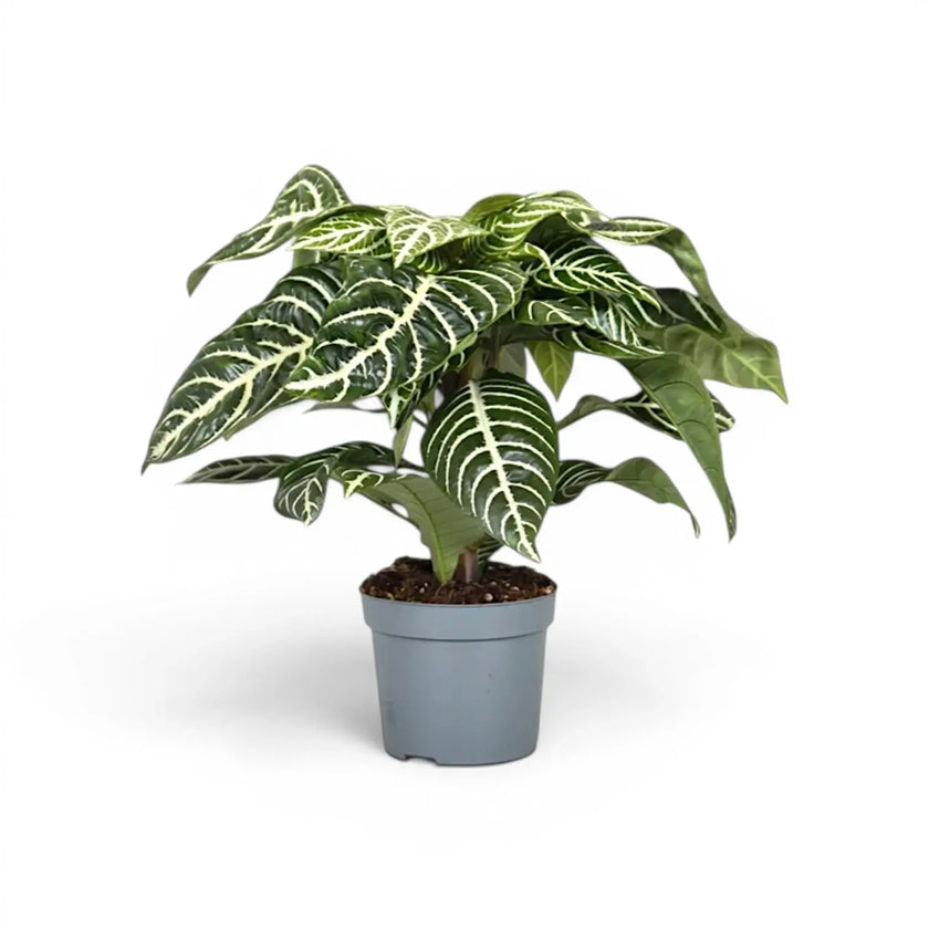 Aphelandra squarrosa zebra plant with white-veined leaves in a nursery pot.